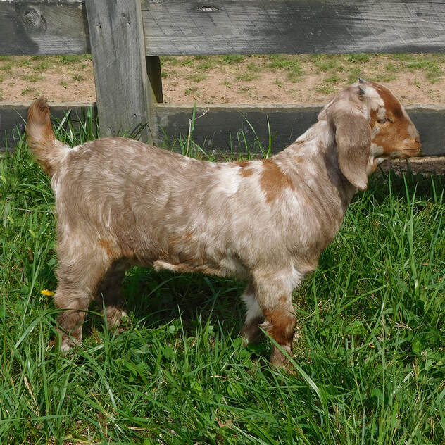 Cash Knob Farm boer goats kentucky